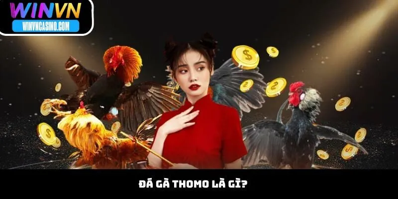 Đá Gà Thomo Là Gì?