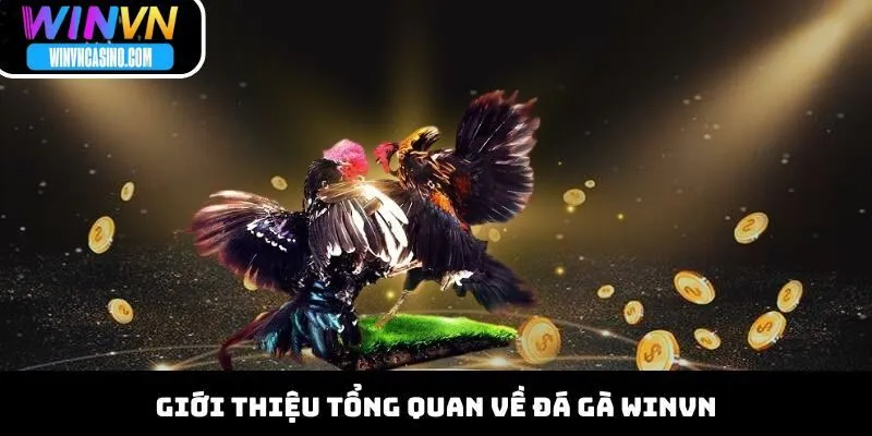Giới thiệu tổng quan về đá gà WINVN
