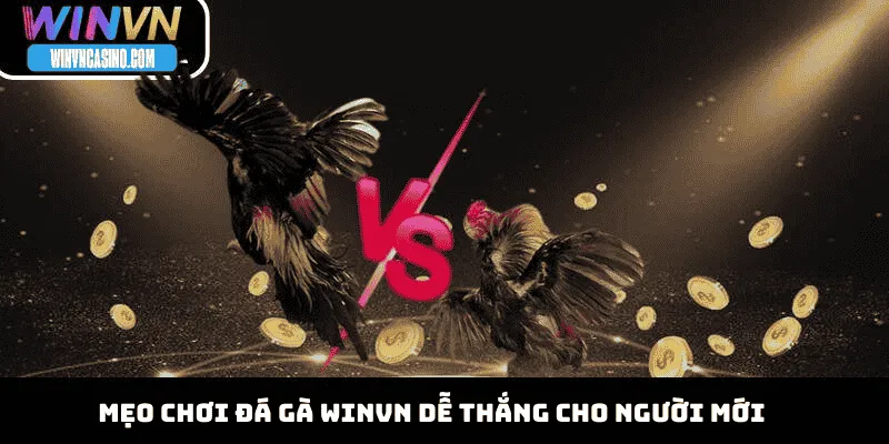 Mẹo chơi đá gà WINVN dễ thắng cho người mới